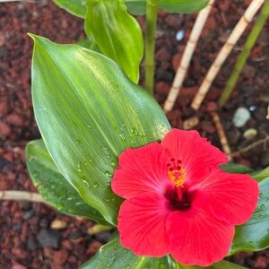 Meet your Posher, Cecille